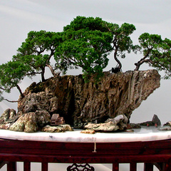 泰坦尼克号哈罗德·布莱德