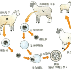 精装追女仔2004靓妹