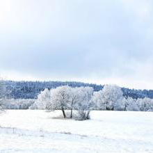 一只海豚的传说Winter
