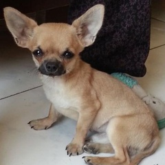 喜羊羊与灰太狼之我爱灰太狼小灰灰