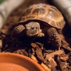 马利和我AdultMarley