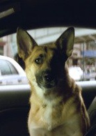 我是传奇演员表莎曼珊剧照图片