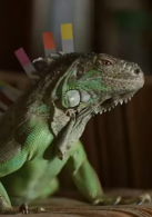 丈夫得了抑郁症演员表高崎IGU剧照图片