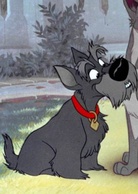 小姐与流氓演员表卓克剧照图片