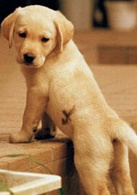 导盲犬小Q演员表可鲁（小Q）剧照图片