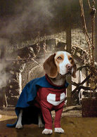 超狗任务演员表超能狗 (鞋擦)剧照图片