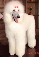 阿宝的故事演员表美媚剧照图片