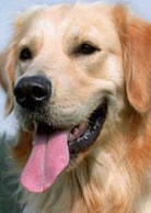 阿宝的故事演员表流浪狗剧照图片