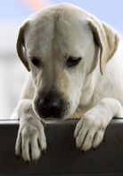 心心历险记2演员表心心剧照图片