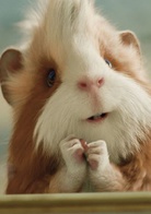 豚鼠特工队演员表赫尔利剧照图片