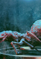 3D食人虫演员表食人虫剧照图片