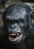 猩球崛起：黎明之战演员表科巴剧照图片