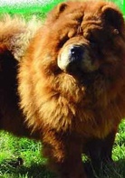 阿宝的故事演员表威尼剧照图片