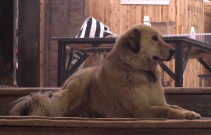 礼包解锁成功超人空降平顶 大黄成为最幸福的汪