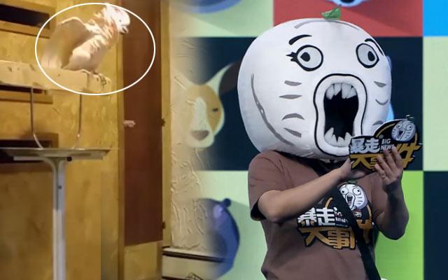 一周综艺：听好了！贾乃亮谈女婿标准