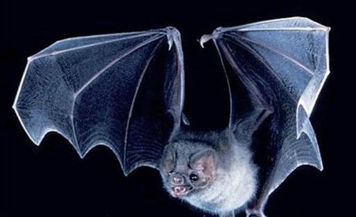 网剧《鬼吹灯》开机  胡八一靳东开撕“红犼”