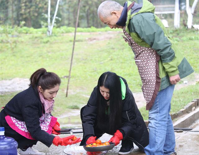 袁咏仪作弊频偷菜 逼急李湘：先把你的事干好！