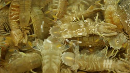 《食鉴出真知》天价锅做饭 是不是越贵越好吃