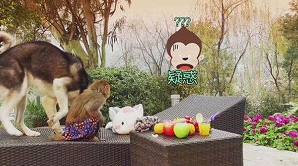 一文读懂《宠物的秘密生活》的三个秘密