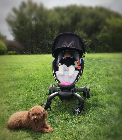 章子怡的幸福生活：一个宝宝一只汪 静静晒太阳