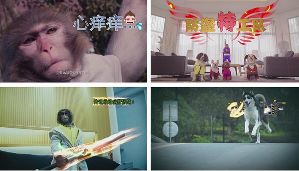 城会玩 从《宠物的秘密生活》看国内综艺发展史