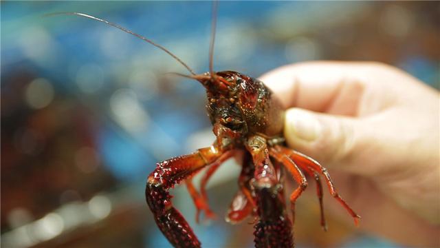 《食鉴出真知》:公开明星私房菜的制作方法