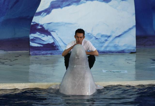 王凯遭白鲸喷水湿身 演绎真人版“愤怒的小鸟”