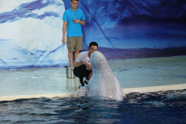 王凯遭白鲸喷水湿身 演绎真人版“愤怒的小鸟”