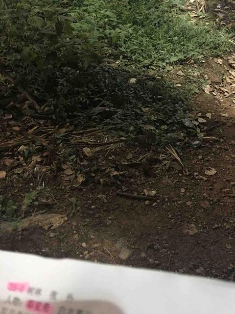 关晓彤赶戏不忘发福利 鞠婧祎总攻上线撩妹不停