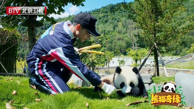 《熊猫奇缘》熊猫生日大联欢 陈翔惨遭“嫌弃”