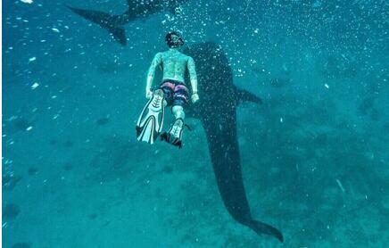 《追婚记》与鲨鱼合影 这样的王阳明你知道吗?