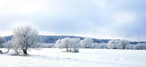 Winter照片