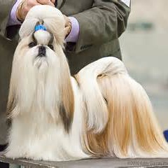 哈奇‧明 扮演者 西施犬