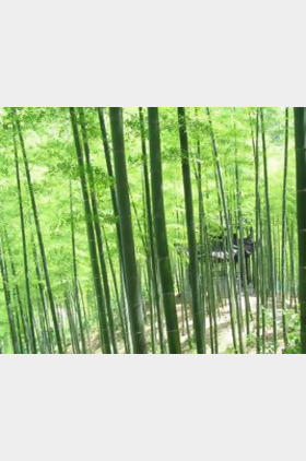 林子个人介绍
