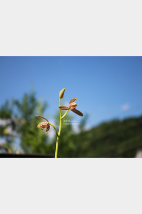 夏蕙个人介绍