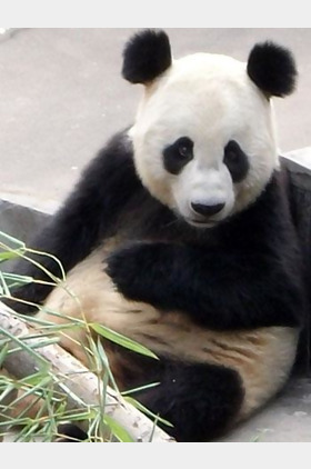 洋洋个人介绍